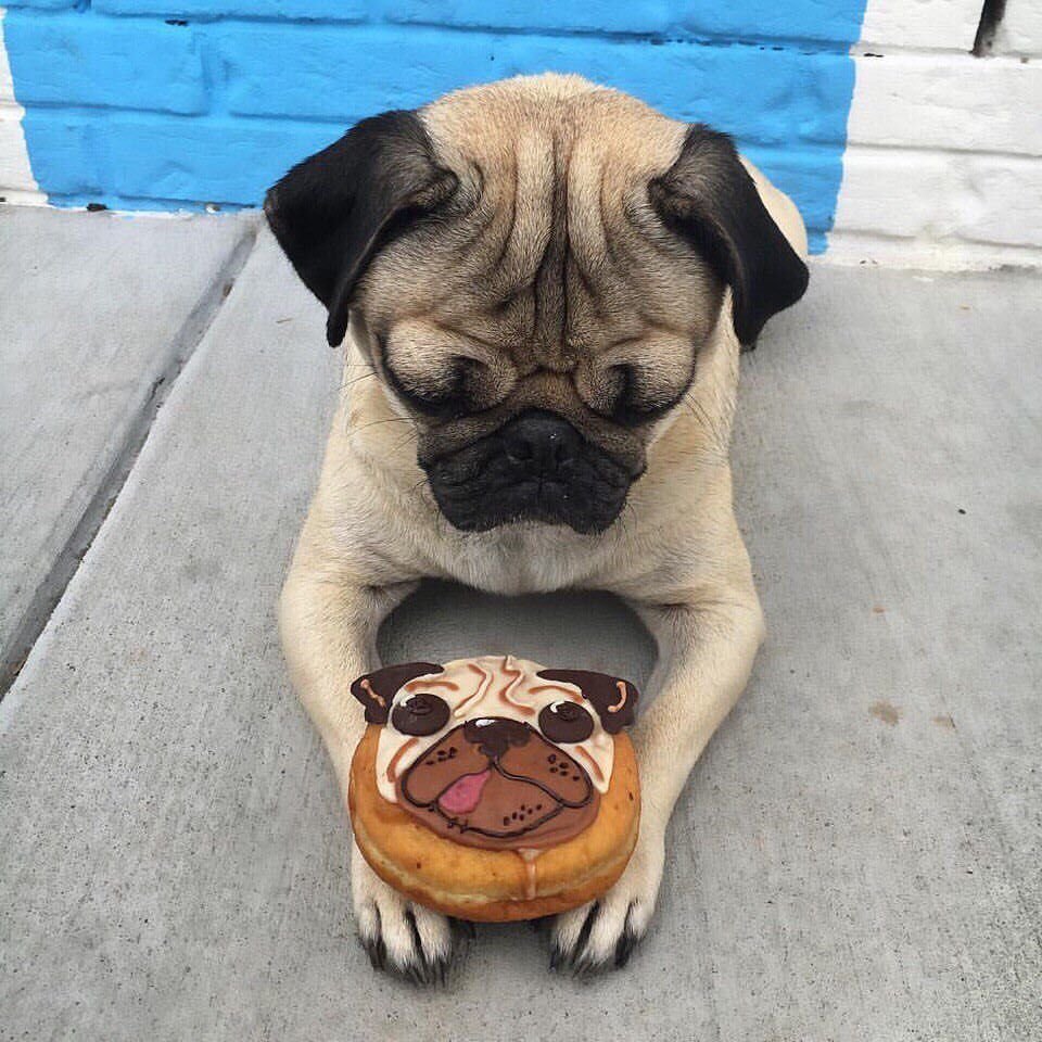 Жизнь с мопсом