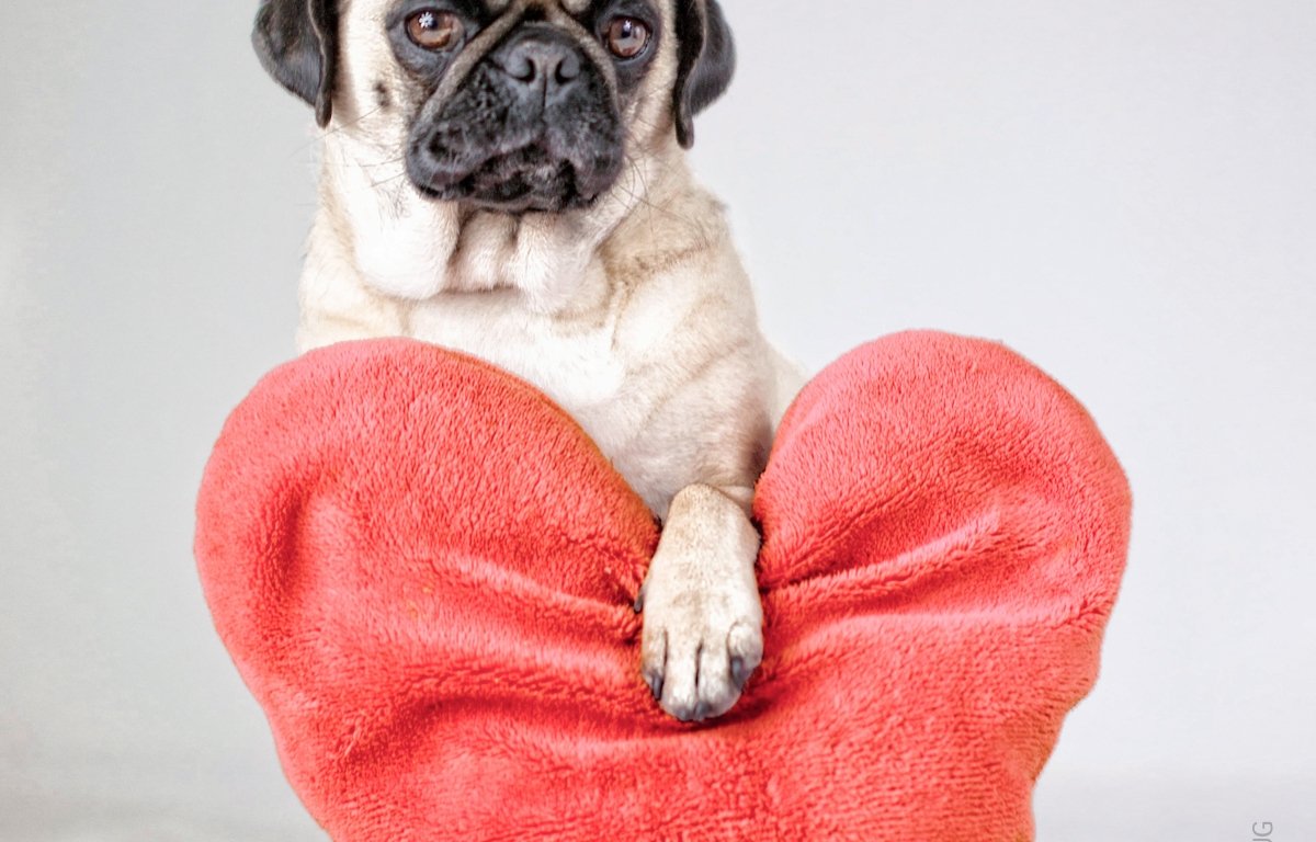 Мопс Трифонов