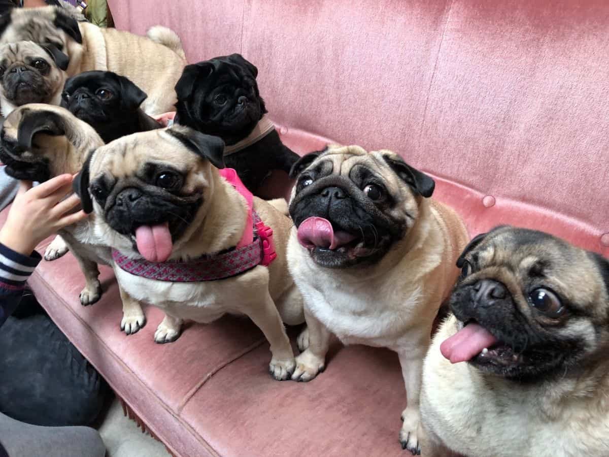 Кафе с мопсами