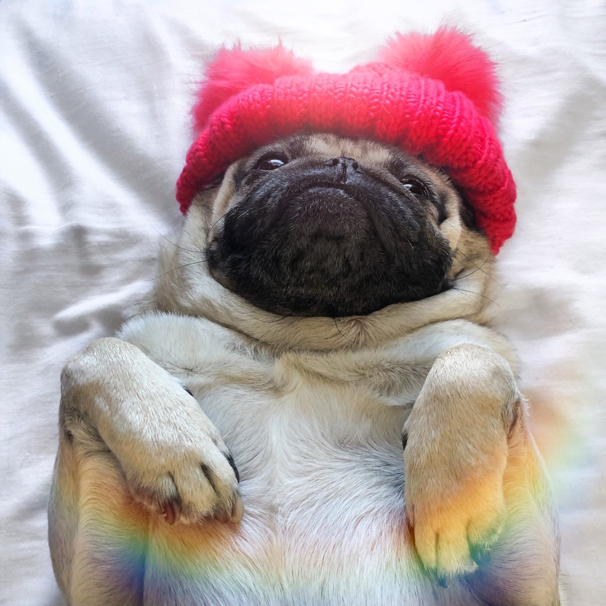 Кроло шмопсы