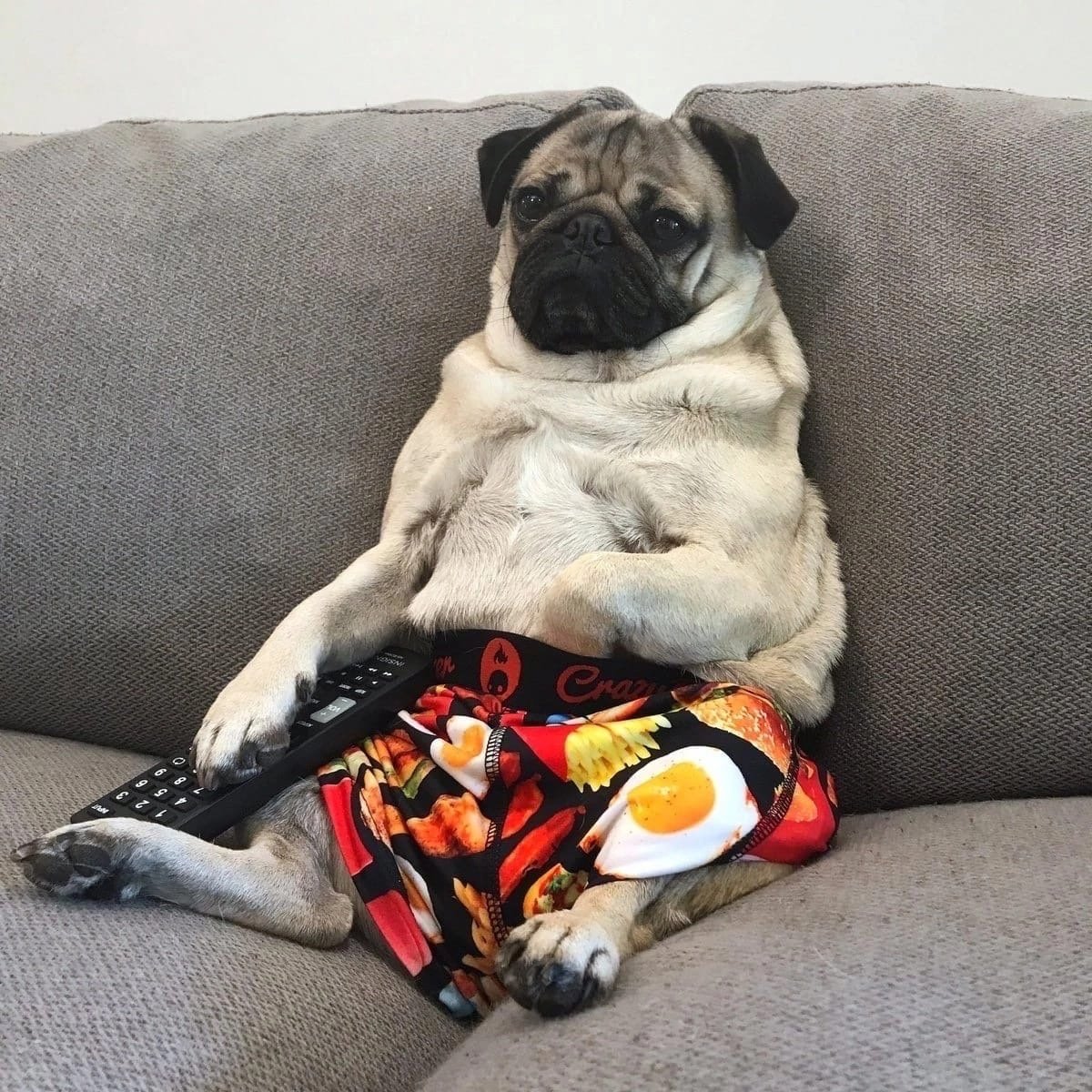 Мопс в старости