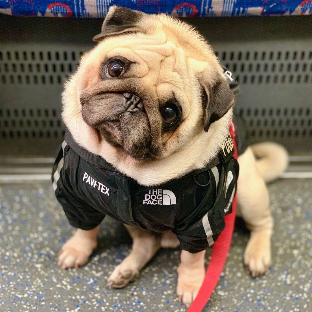 Смешные мопсы