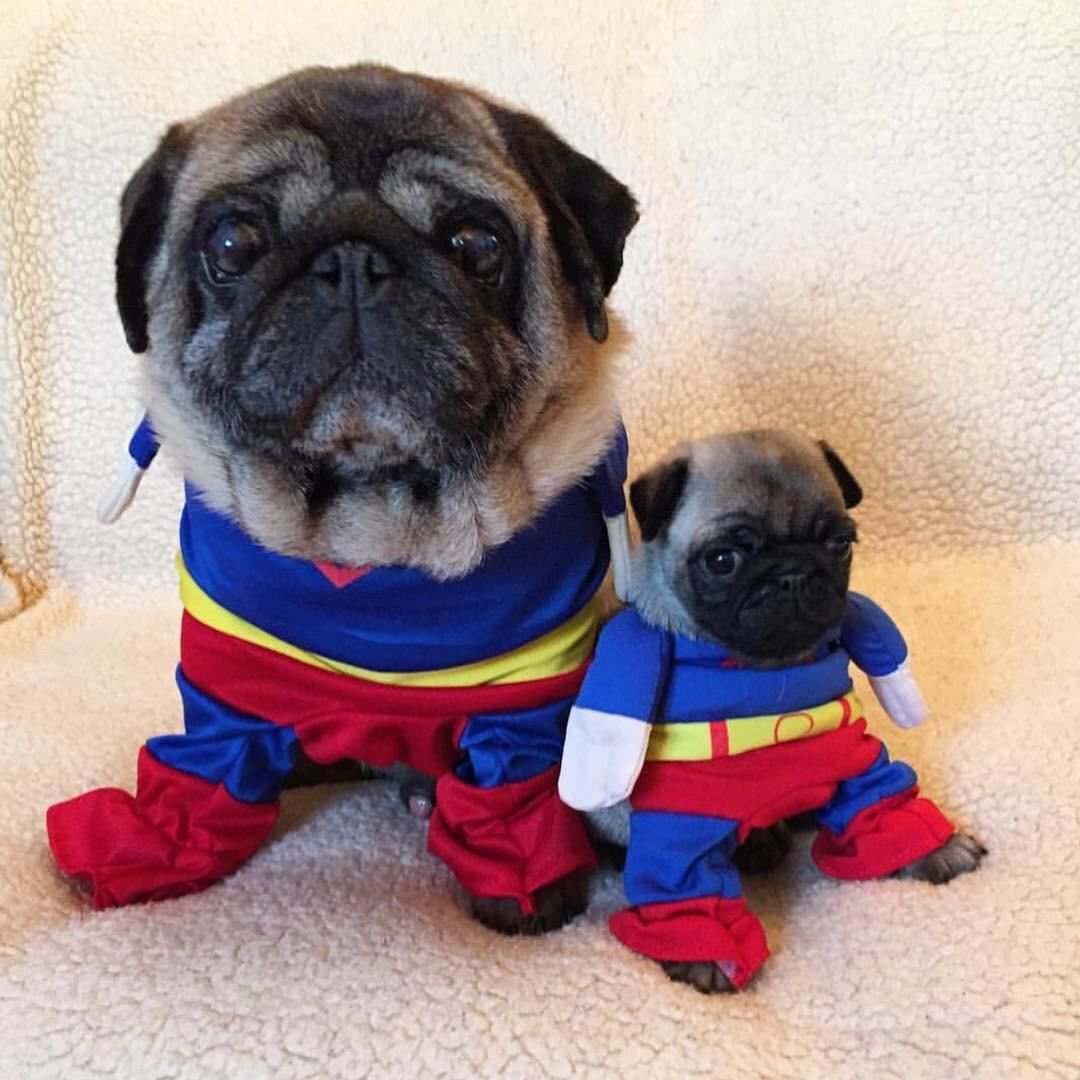 Мопсики маленькие в одежде