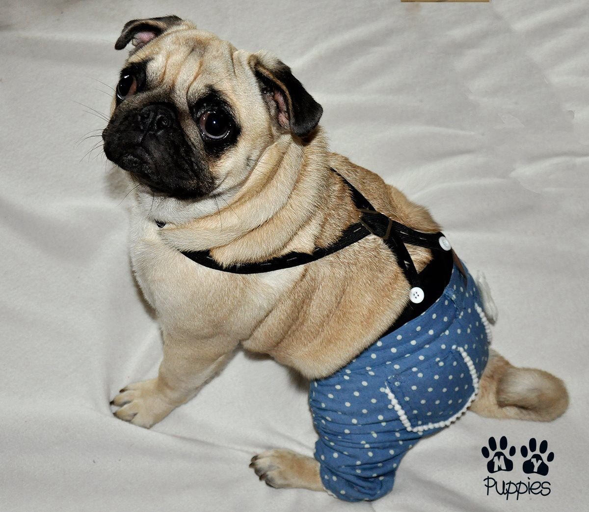 Одежда для собак мопсов мальчиков