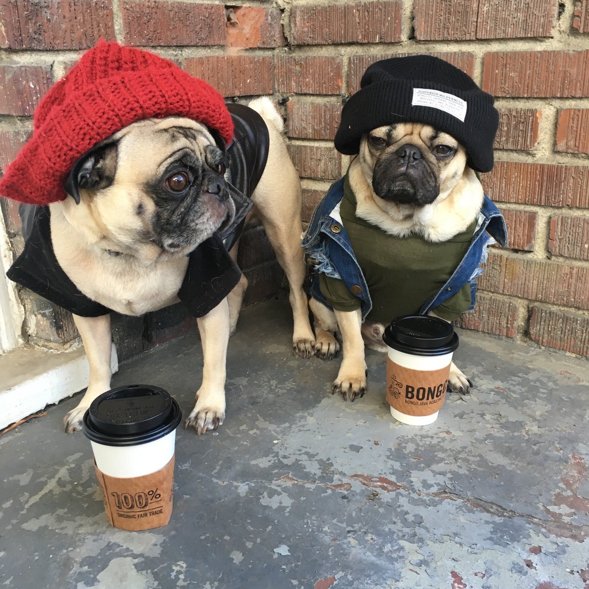 Пьяный Мопс