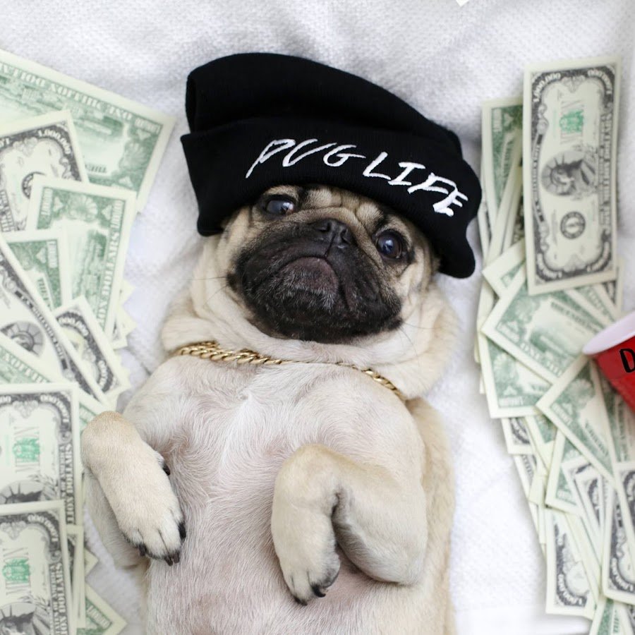 Мопс с деньгами