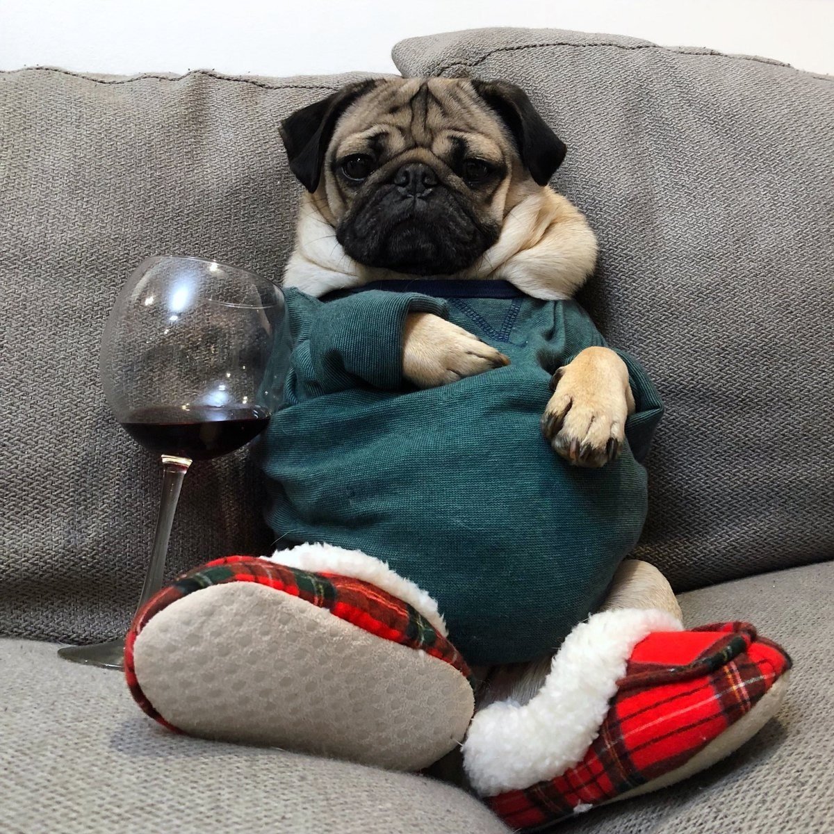 Мопс на диване