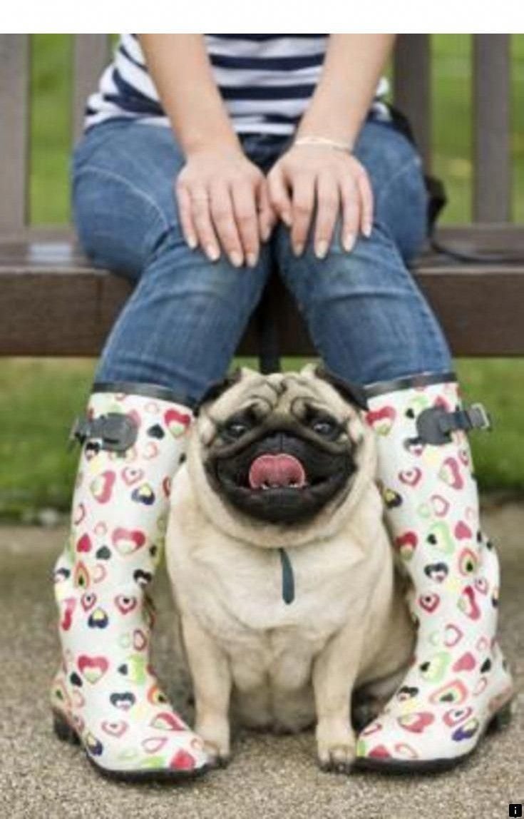 Мопс в джинсах