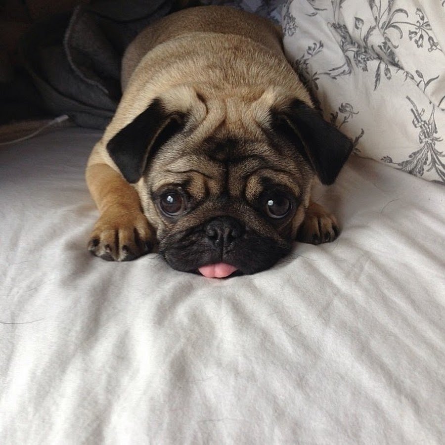 Топовые мопсы