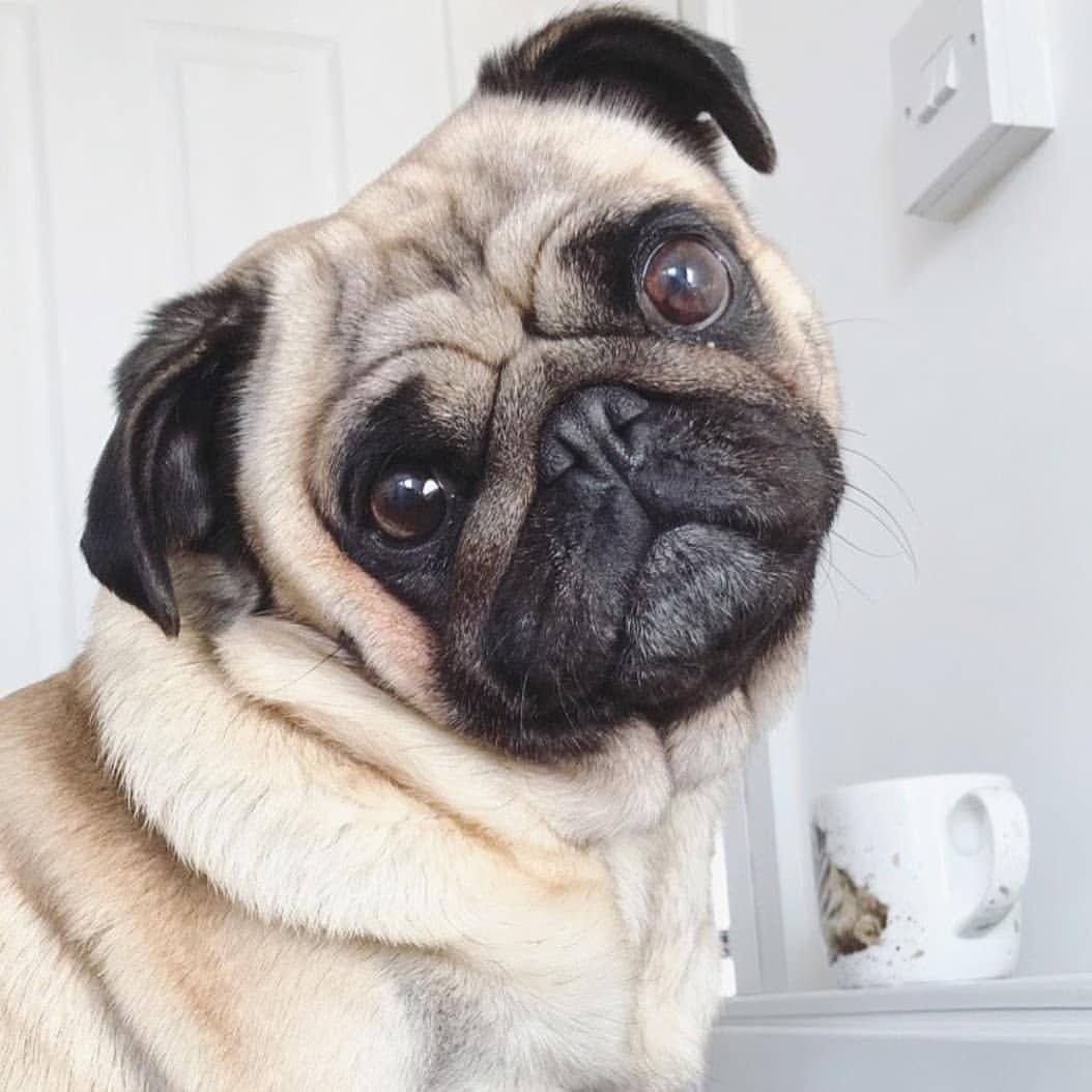 Мраморный Мопс