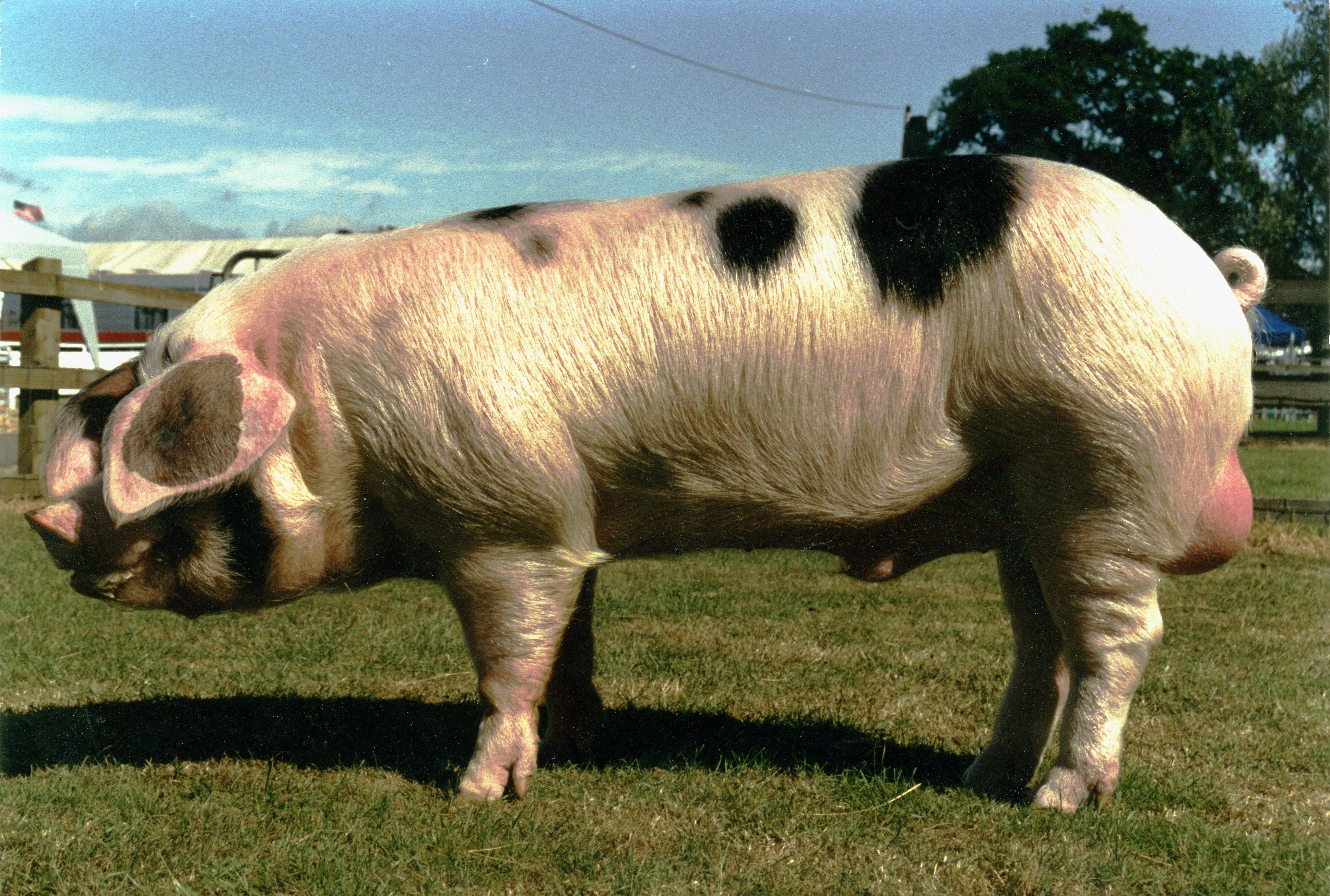 Степная свинья. Эстонская беконная свинья. Эстонская беконная порода. Эстонская беконная порода свиней. Брейтовская порода свиней.