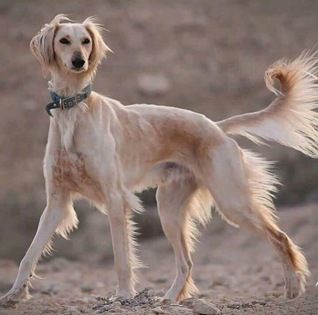 Борзая порода салюки