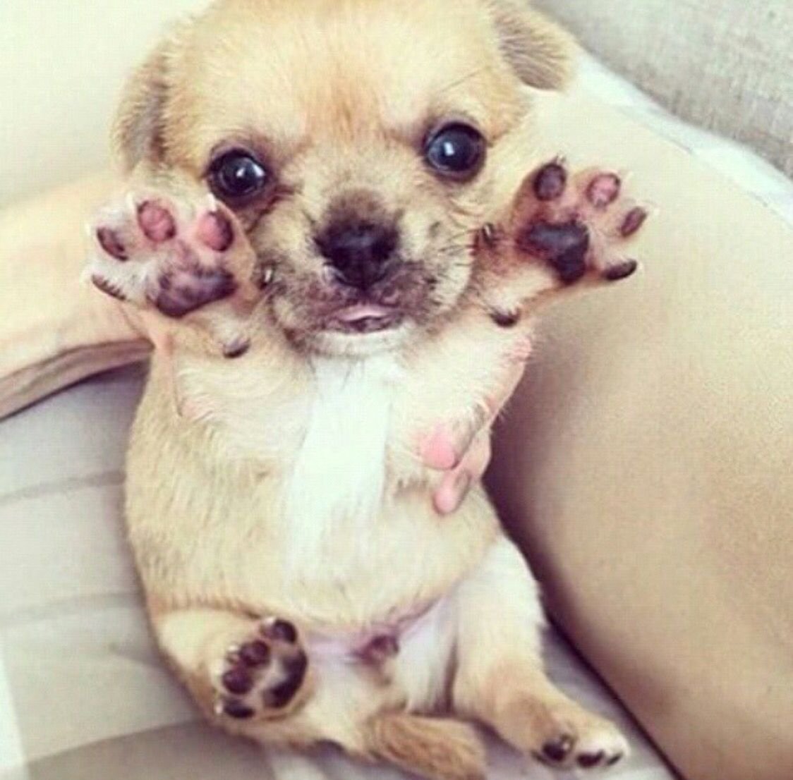 Маленькие мимимишные собачки