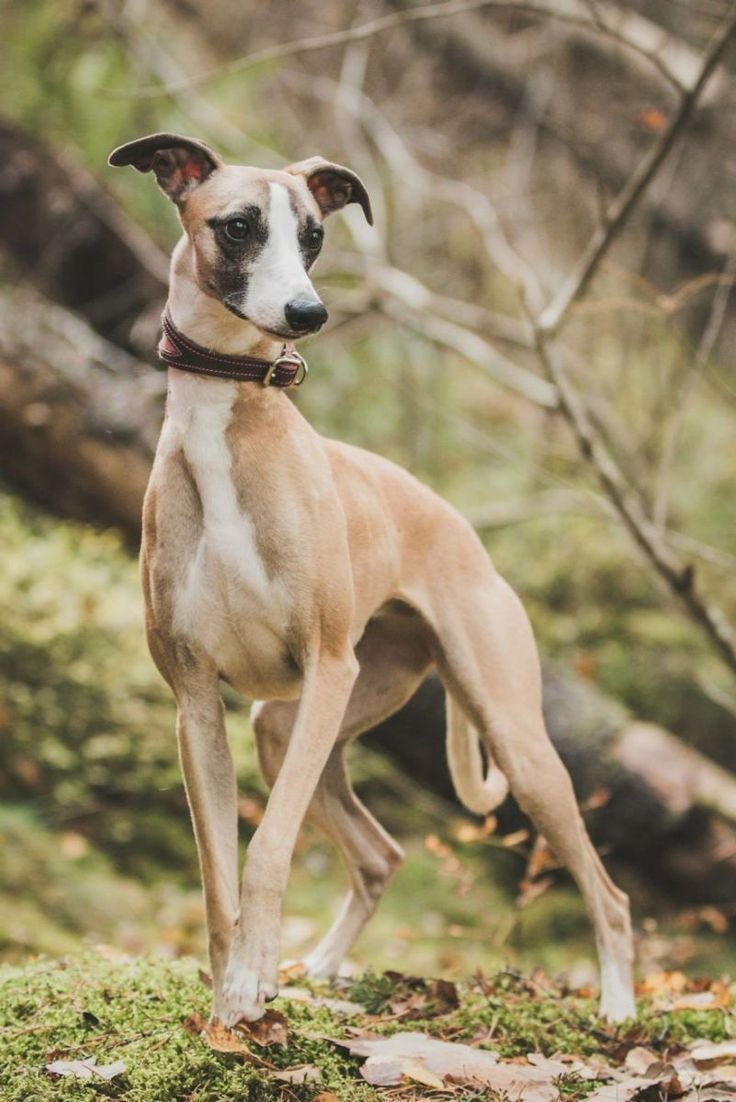 Гончая Левретка