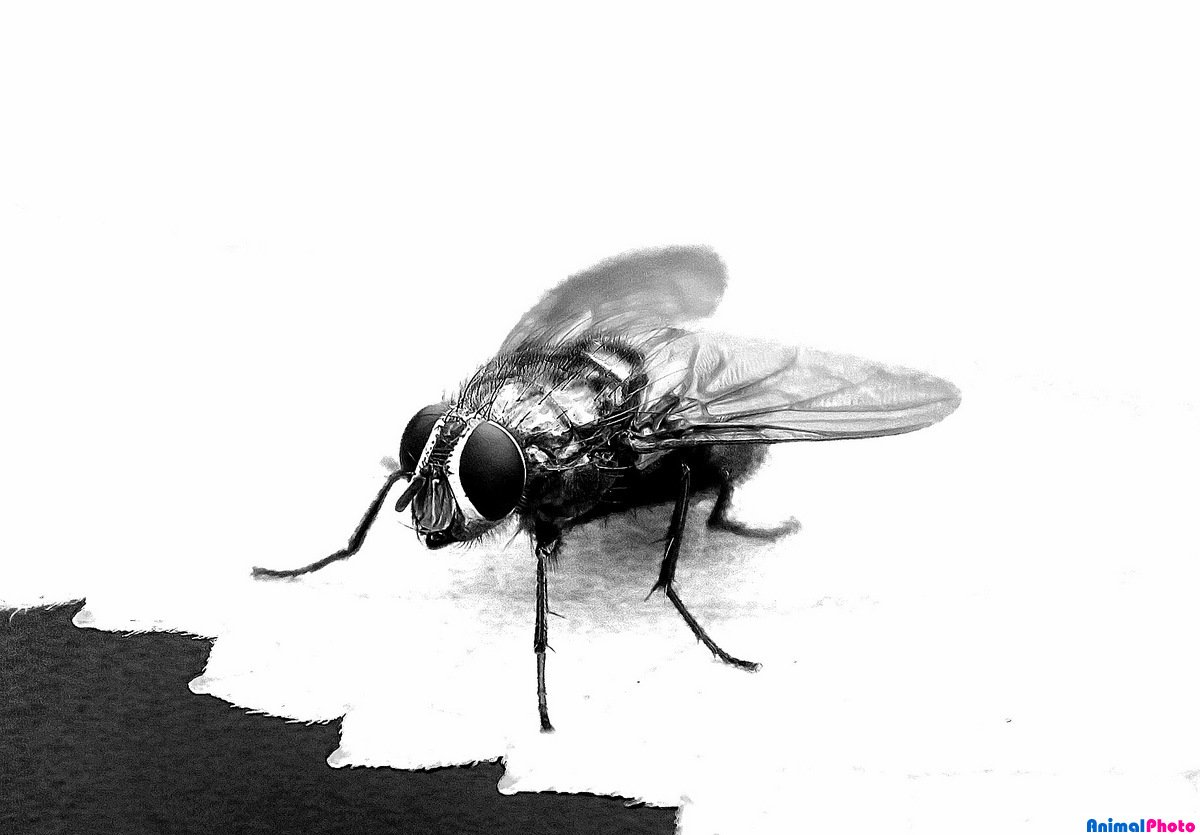 Лилейная Муха