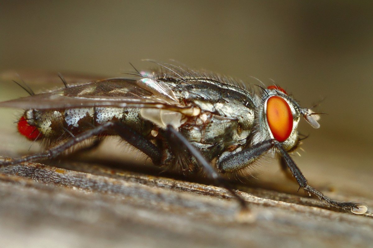 Слепни оводы Шершни осы