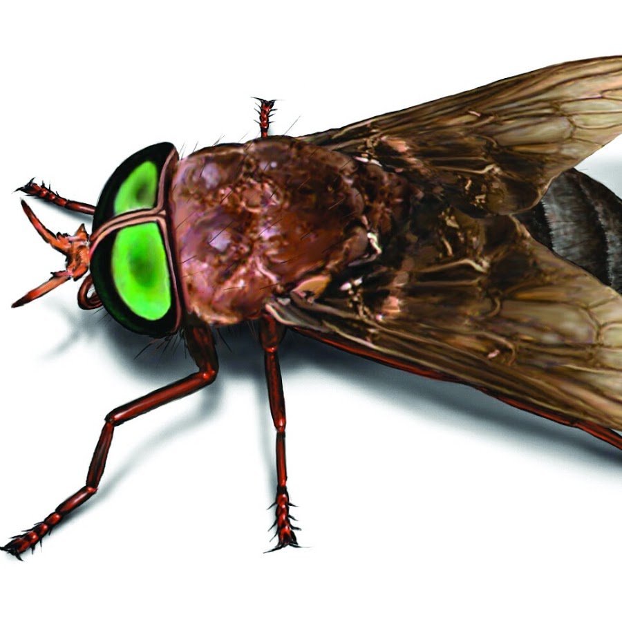 Ротовой аппарат мухи Жигалки