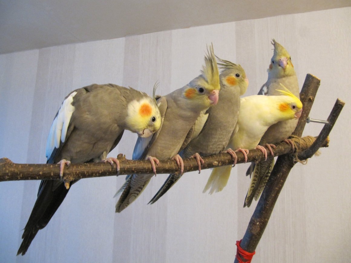 Корелла попугай лютино самец