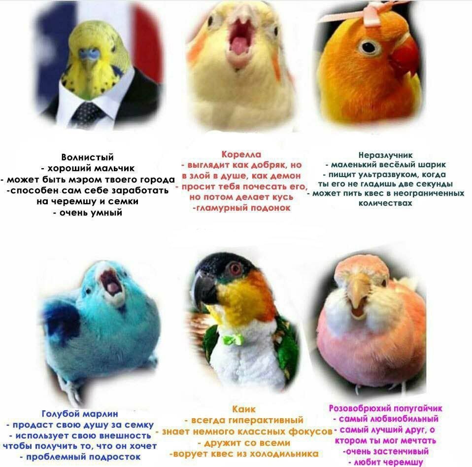 Попугай корелла Жемчужная