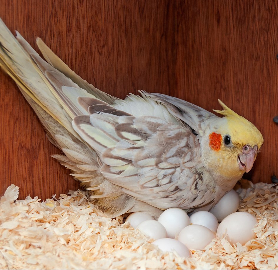 Природный окрас кореллы самца