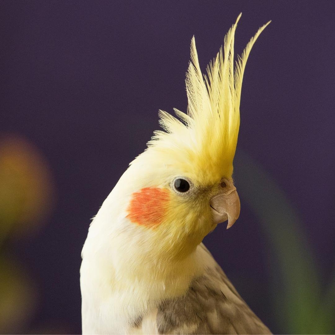 Корелла попугай альбинос