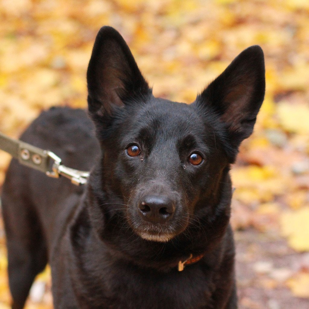 Немецкая овчарка черная короткошерстная