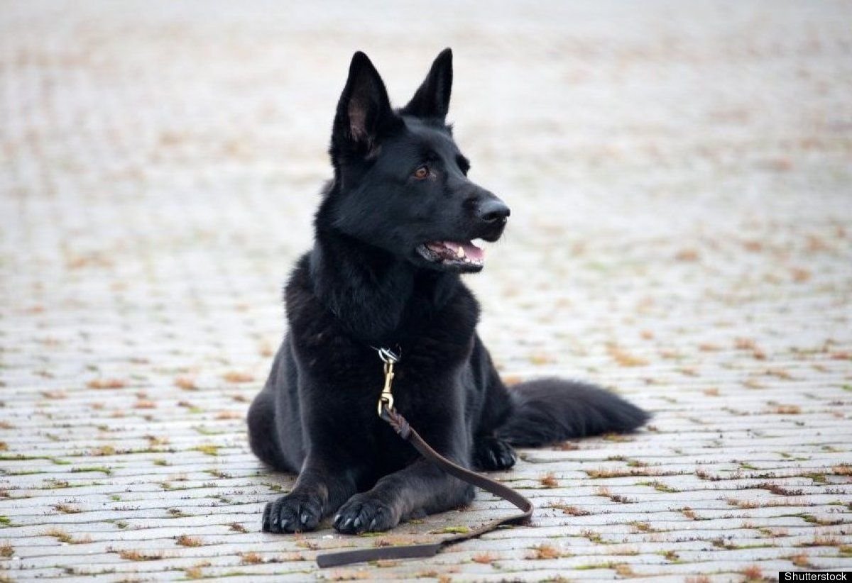 Немецкая овчарка черная