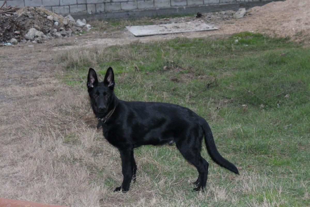 Немецкая овчарка черная короткошерстная