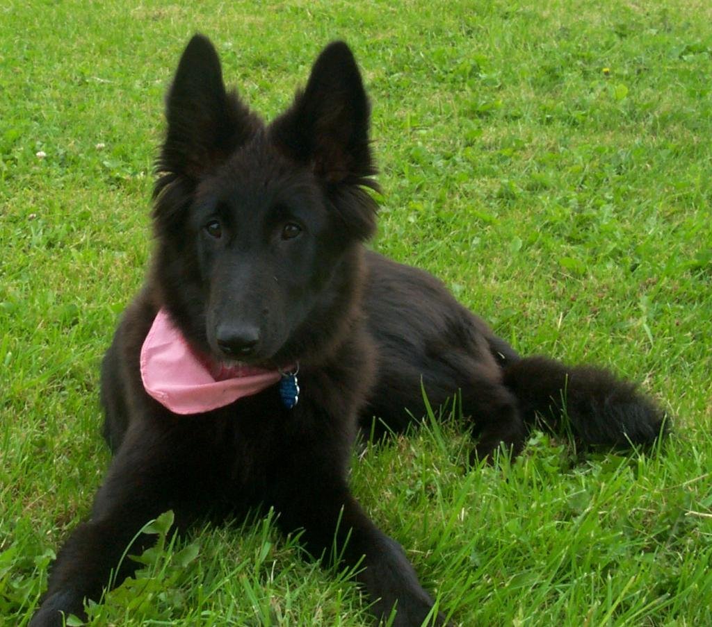 Малинуа грюнендаль