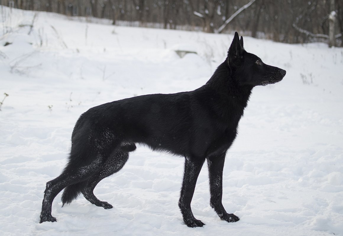 Немецкий Шепард черный