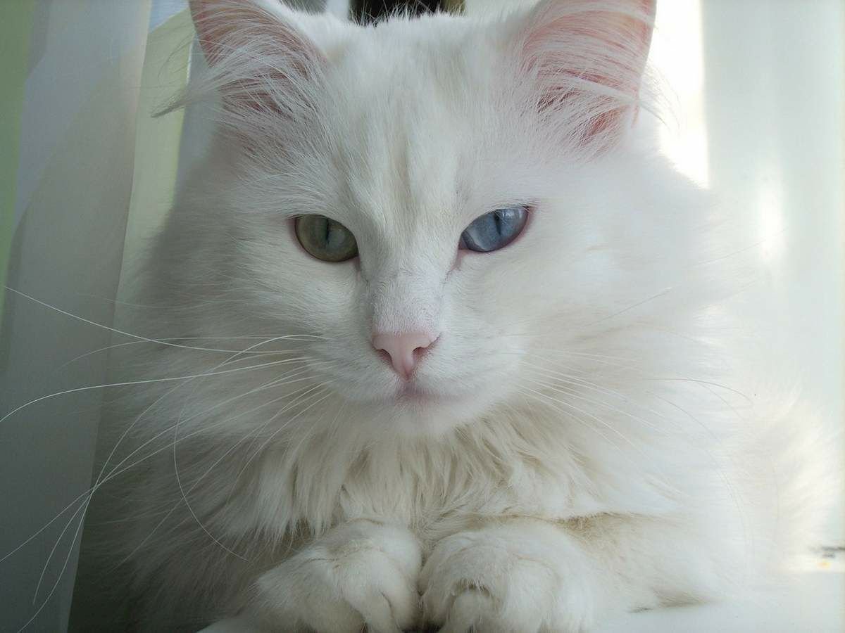Кошка ангорка белая