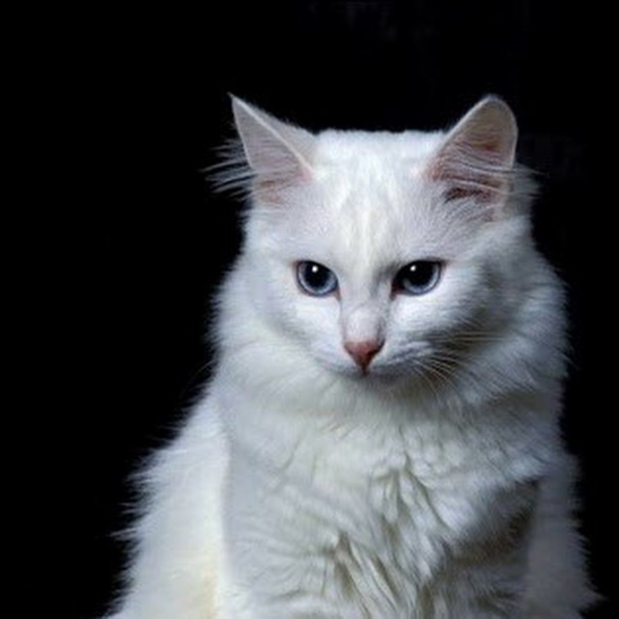 Ангорская кошка альбинос