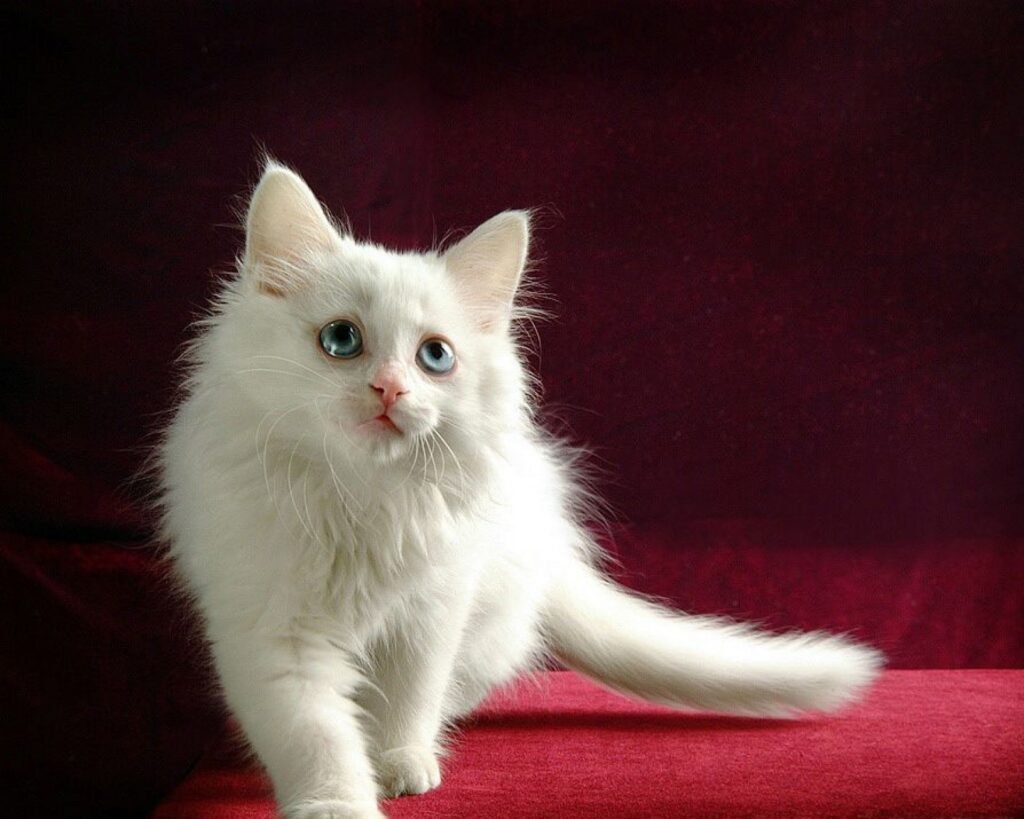 Ангорские котята фото