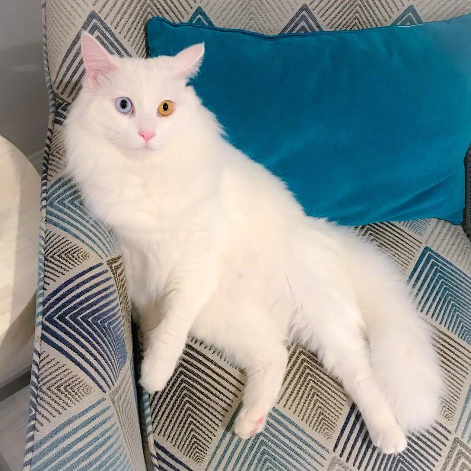 Ангорский Крысолов