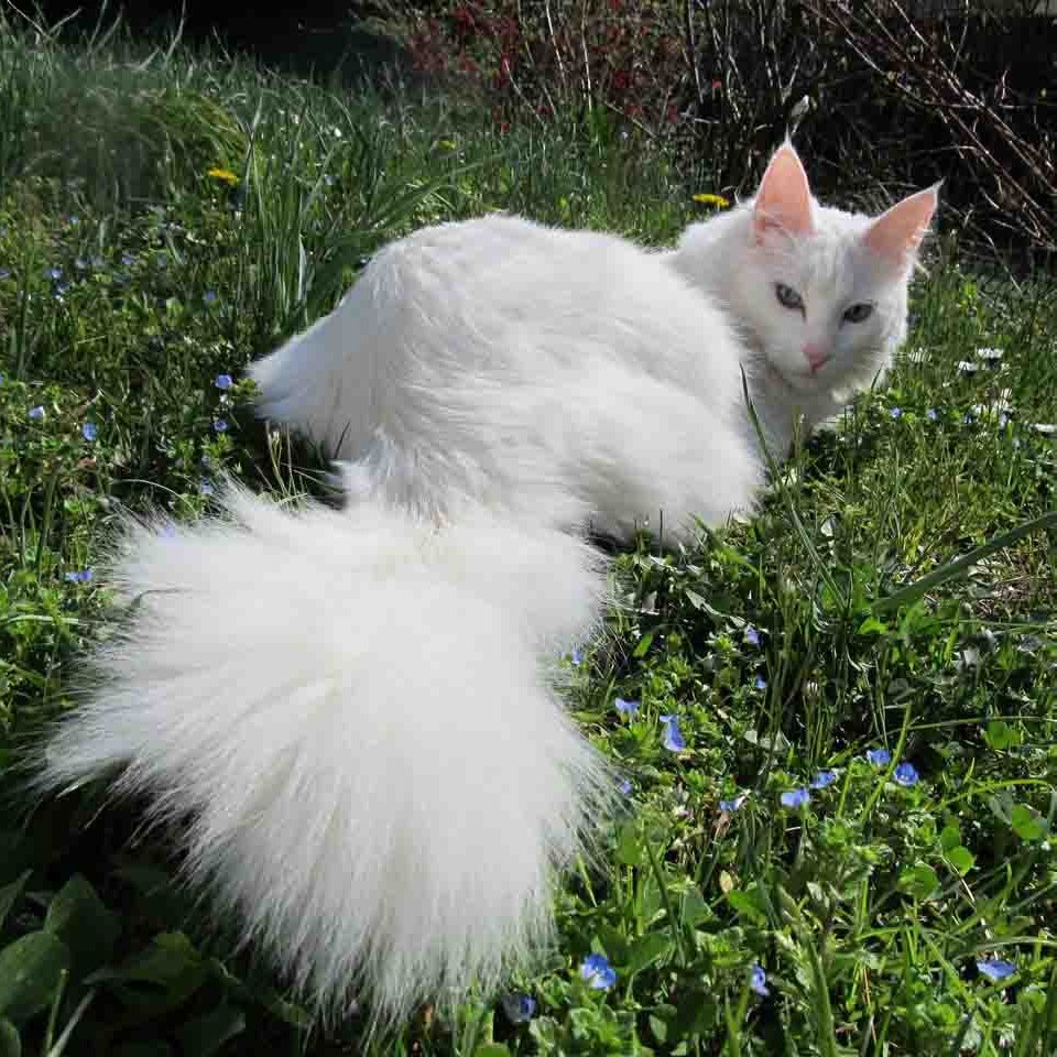 Кошка шиншилла белая длинношерстная