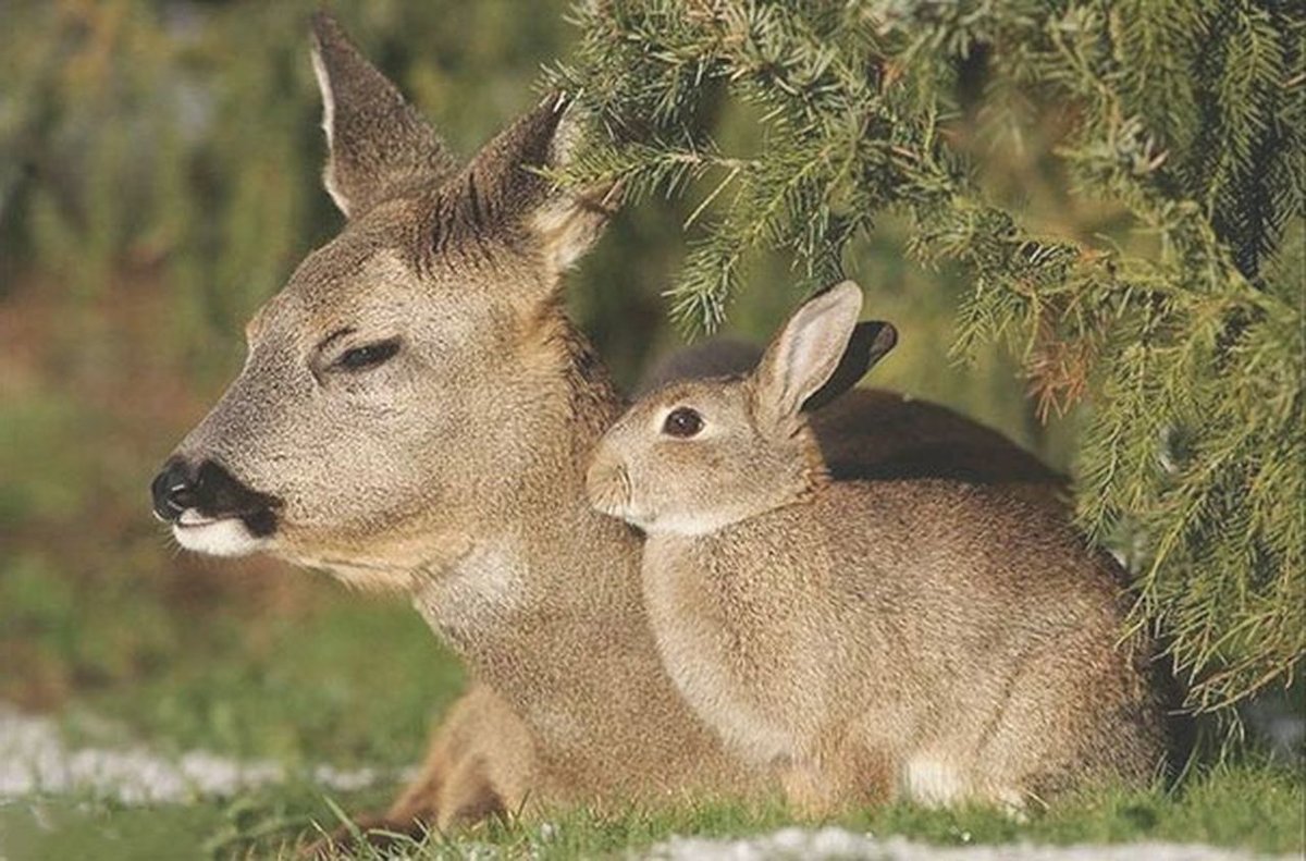 Заяц косуля