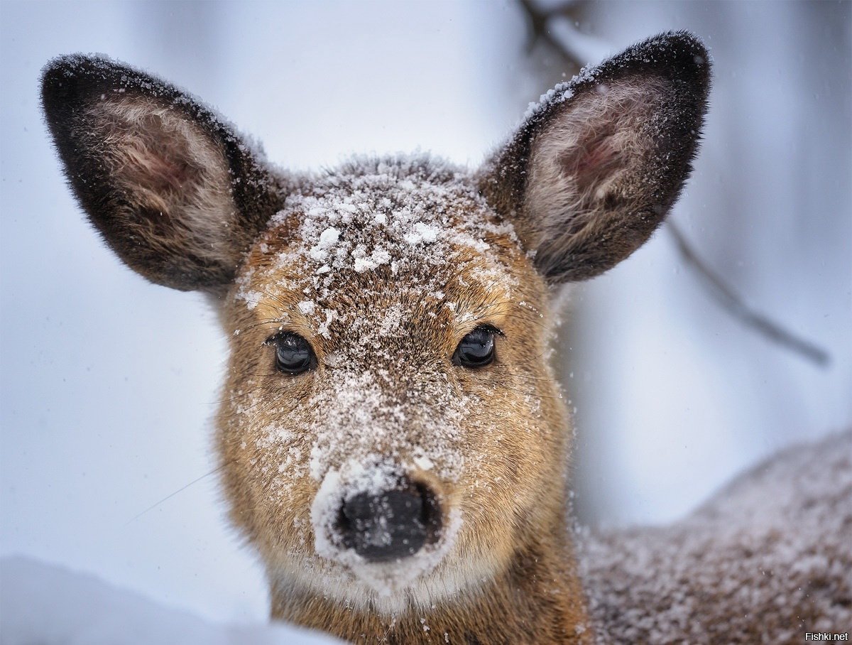 Олененок зимой