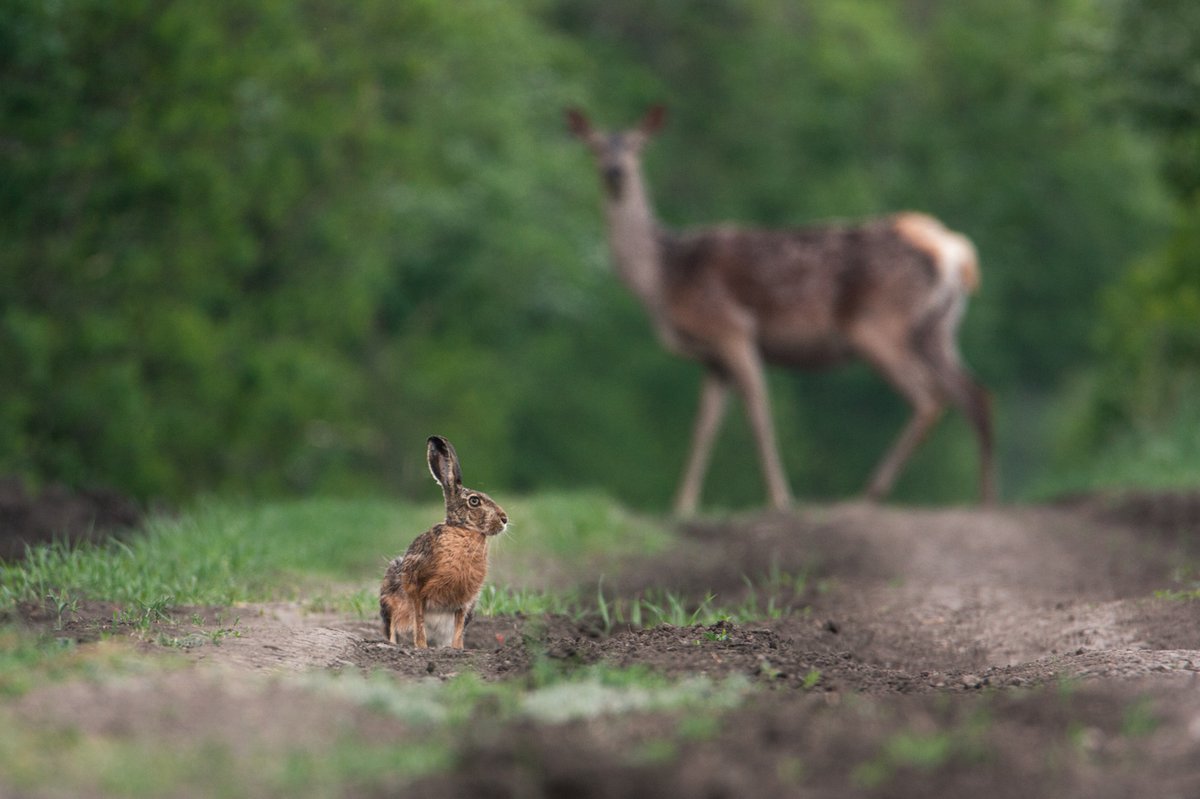 Заячий олень