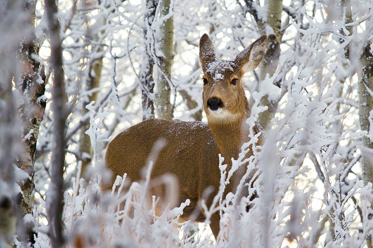 Животные в зимнем лесу