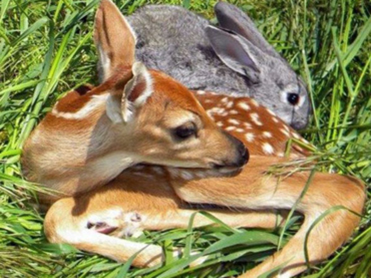 Оленёнок Бэмби в реальной жизни