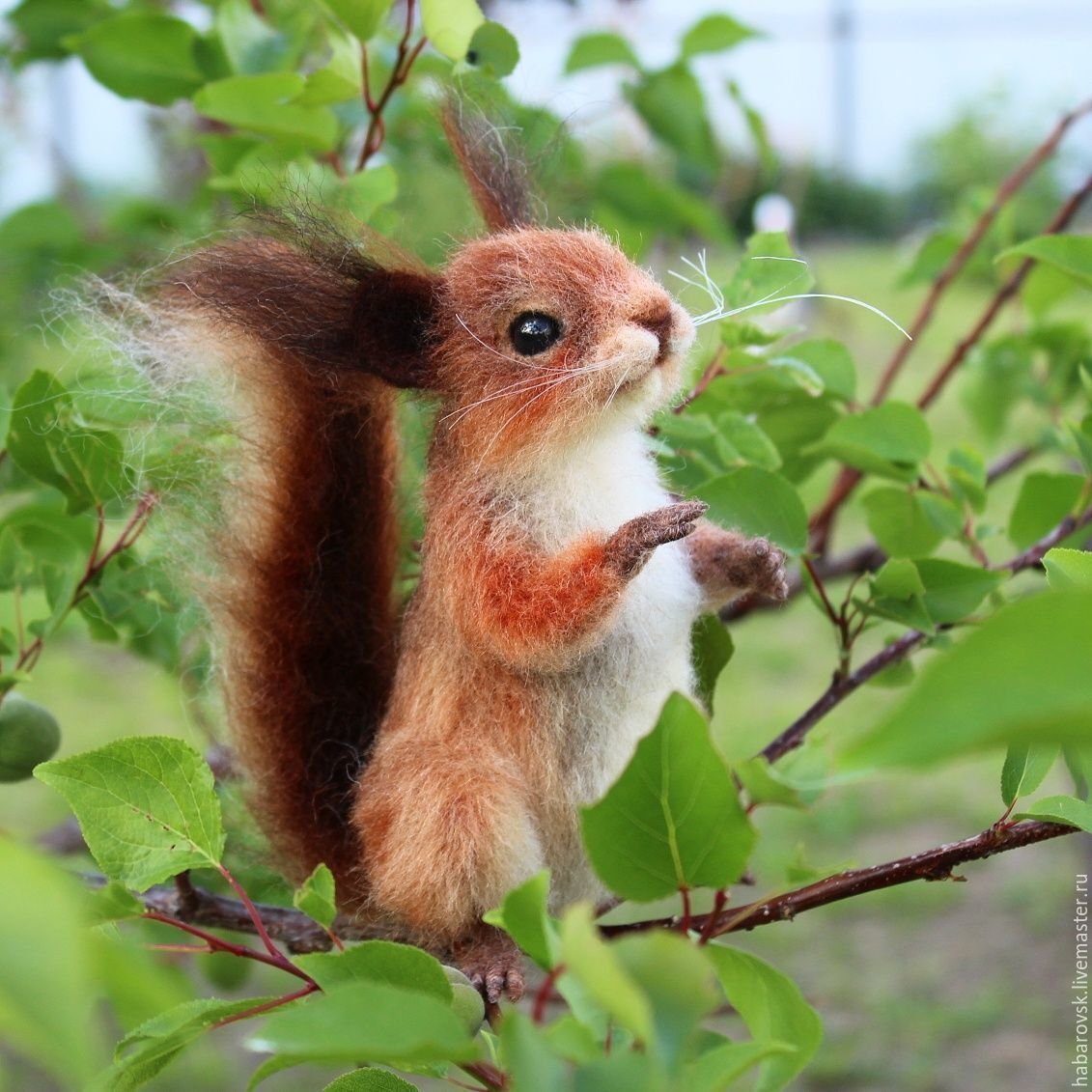 Маленькие бельчата