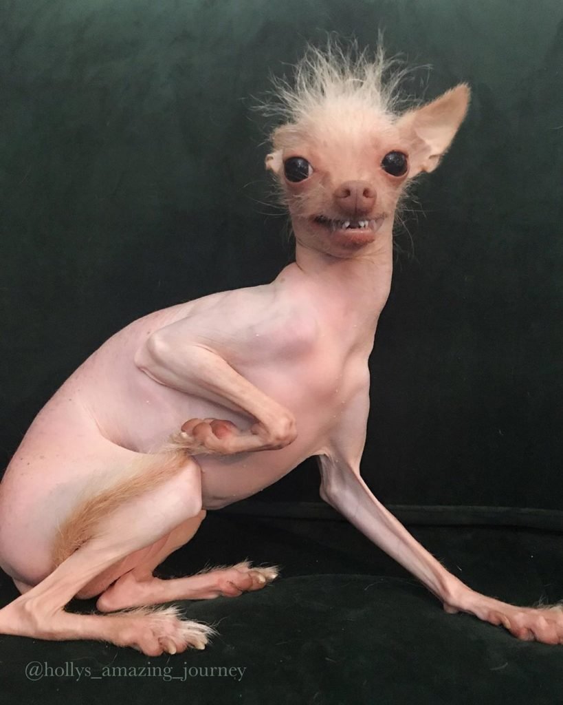 Собакамаленьеая лысая