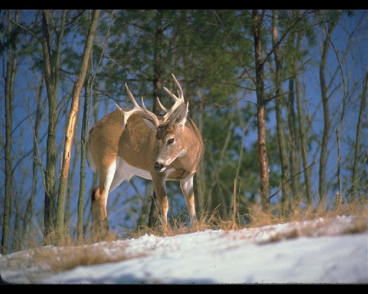 Олень в Сосновом лесу