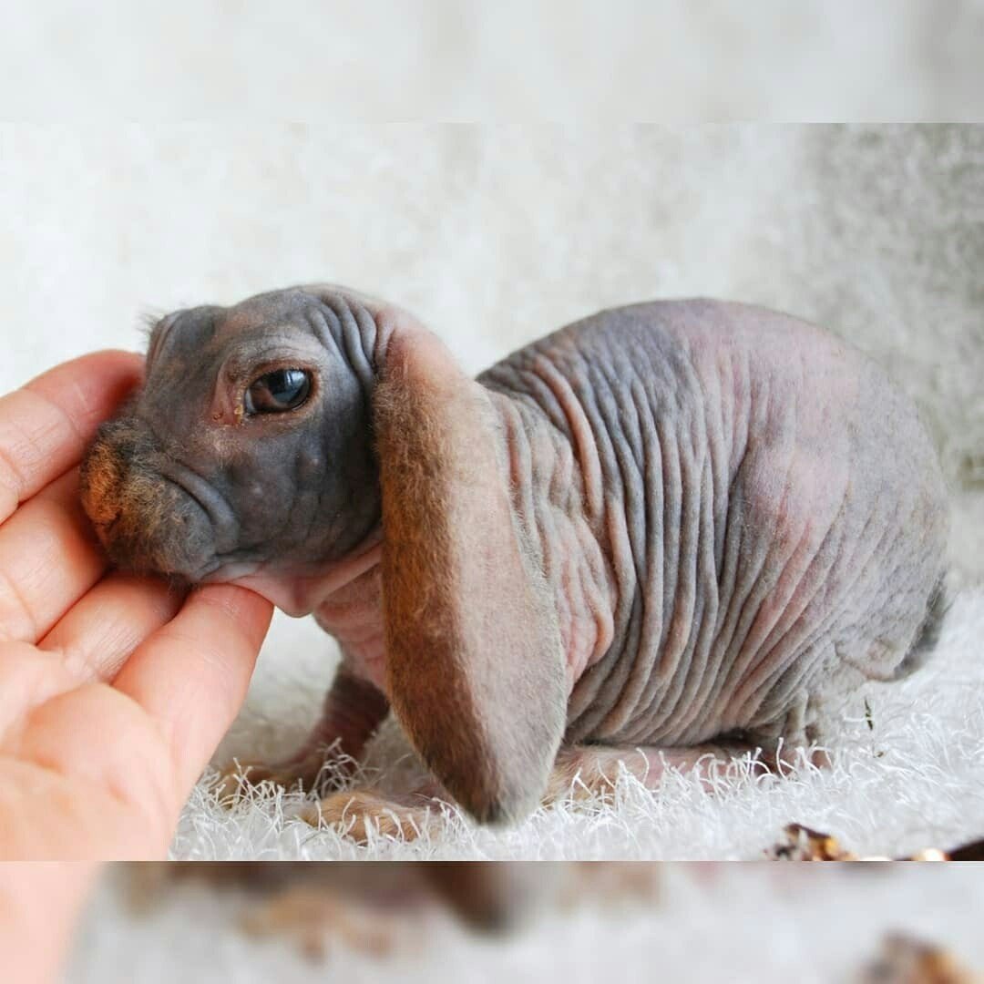 Белка в профиль