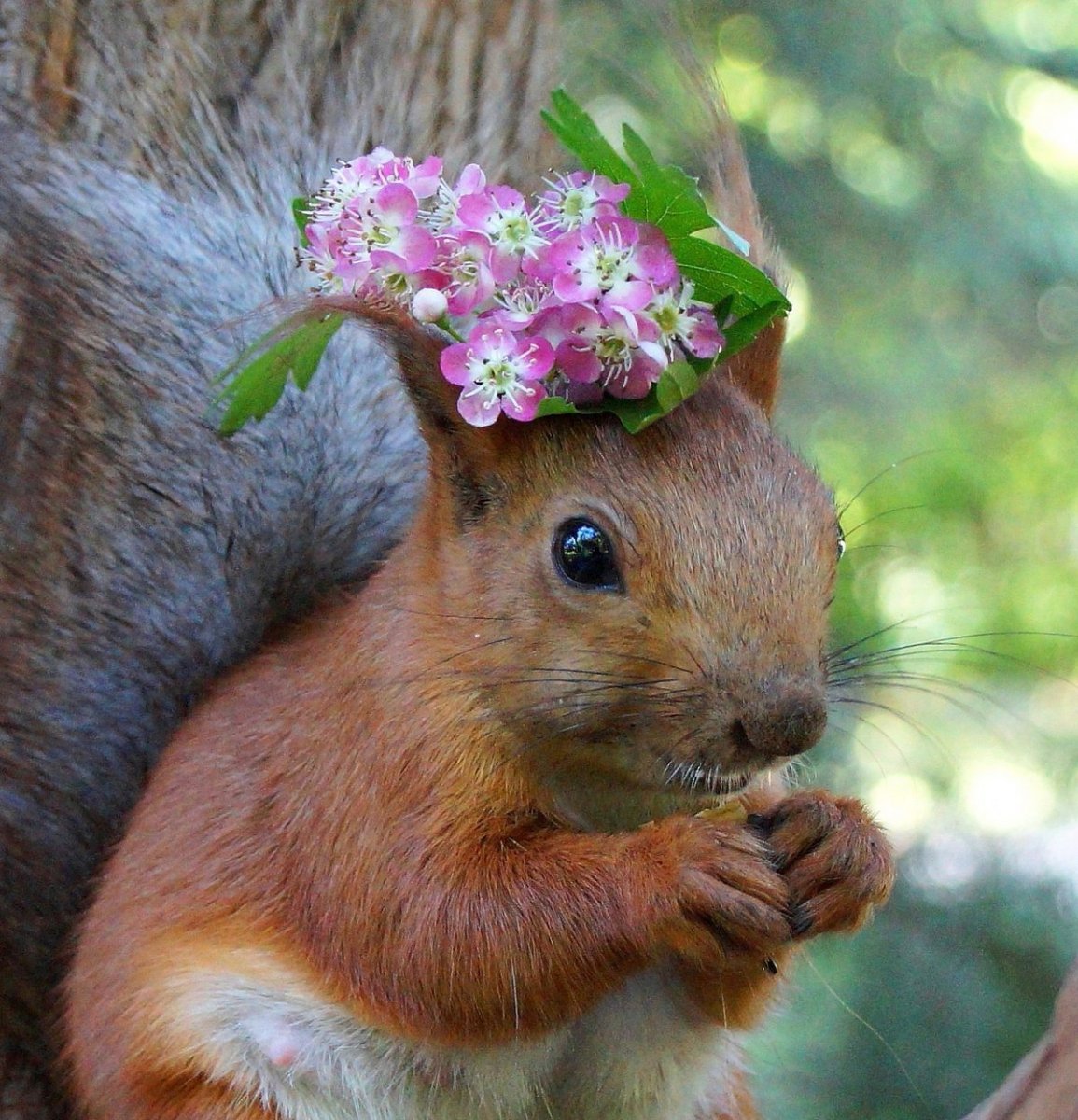 Весенняя белка