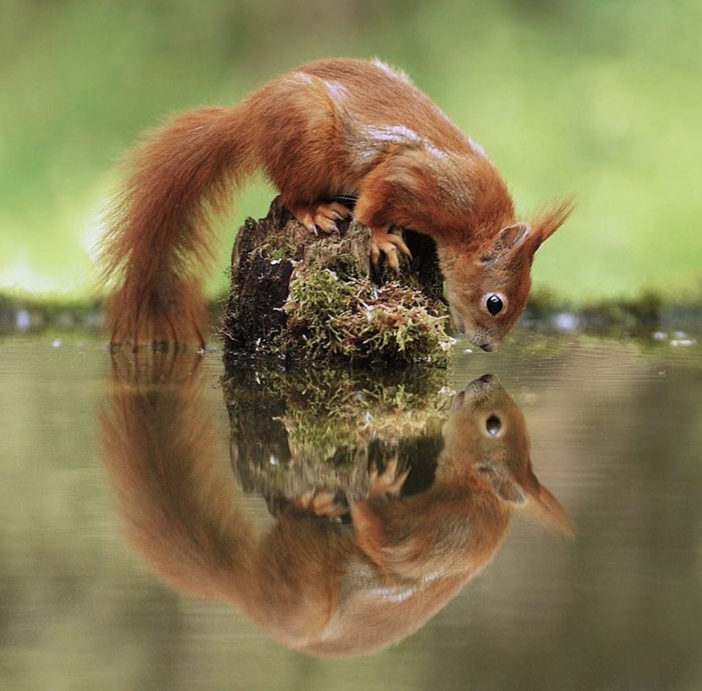 Испуганная белка