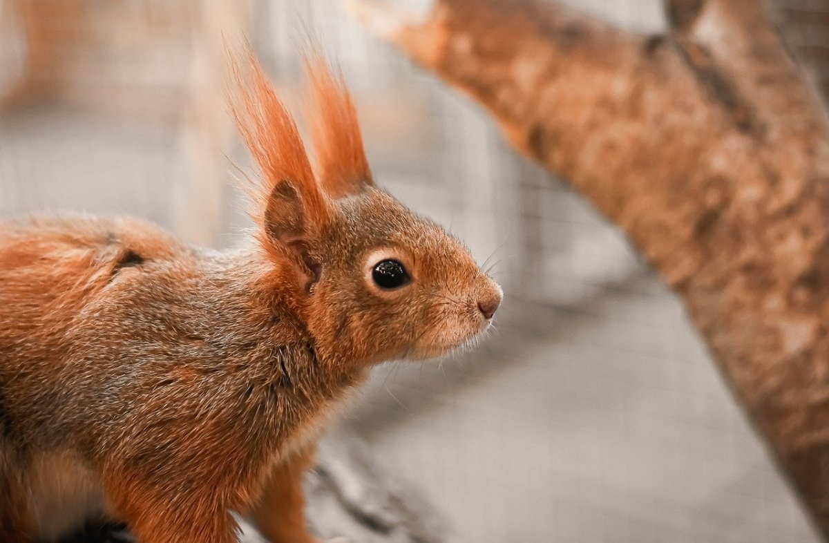 Шерсть белки