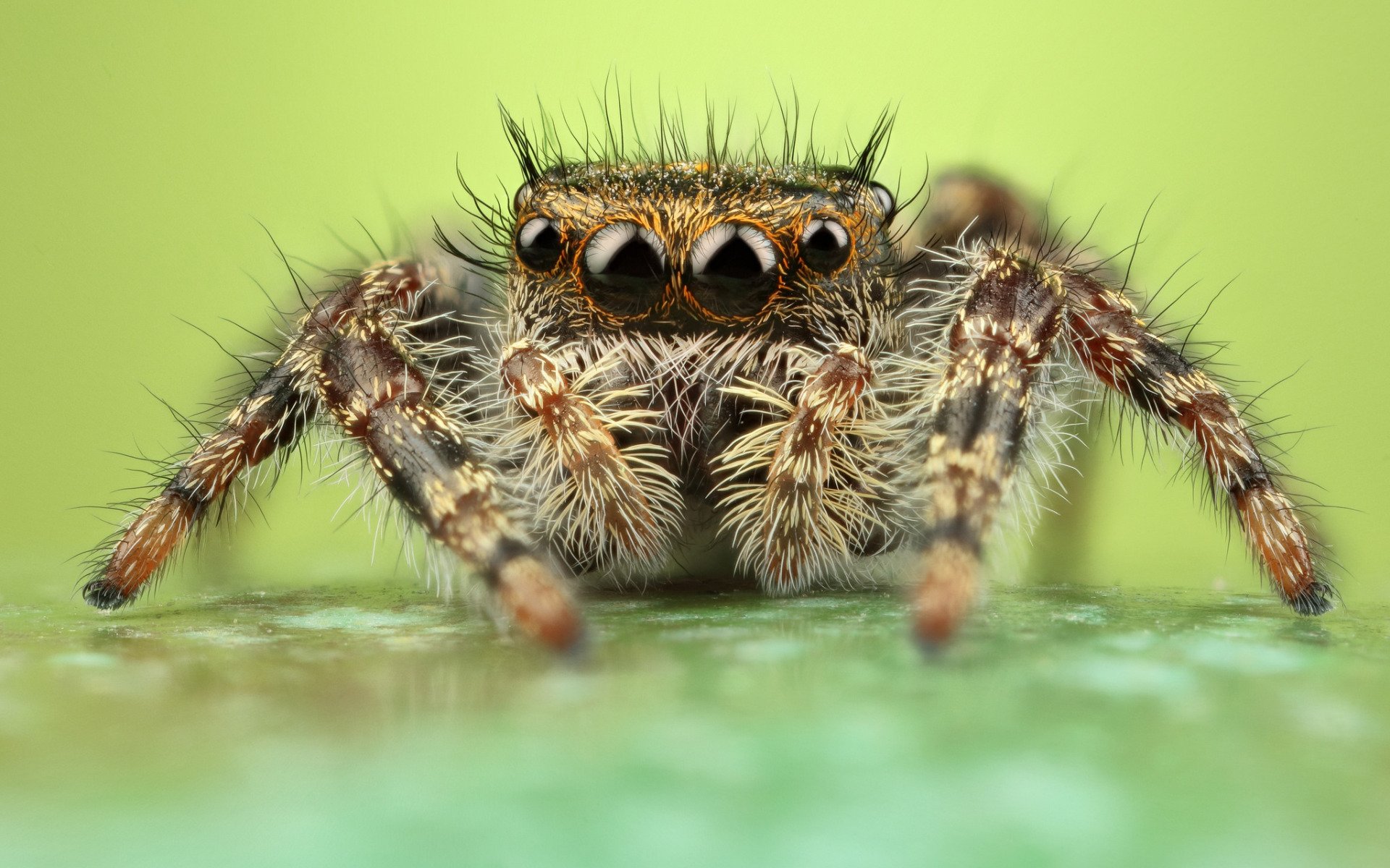 Паук фулл. Мохнатый коричневый паук. Phidippus Adumbratus. Пушистый паук. Волосатый паук.