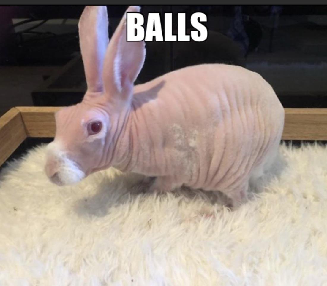 Лысый ангорский кролик