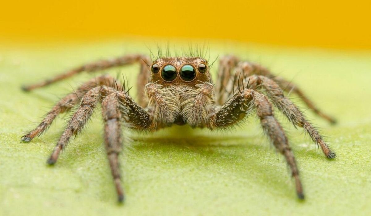 Желтый маленький паучок примета